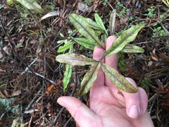 Alseuosmia banksii banksii