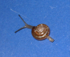 Ariophantidae