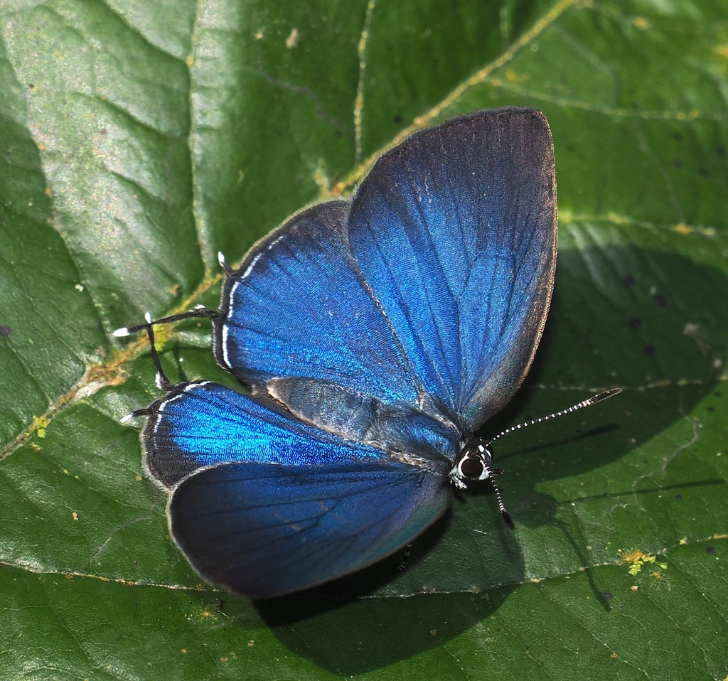 Theclopsis lydus