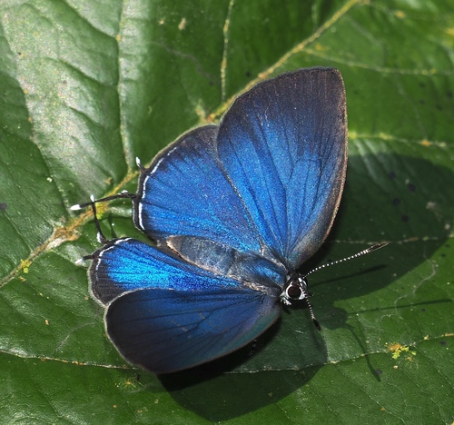 Theclopsis lydus