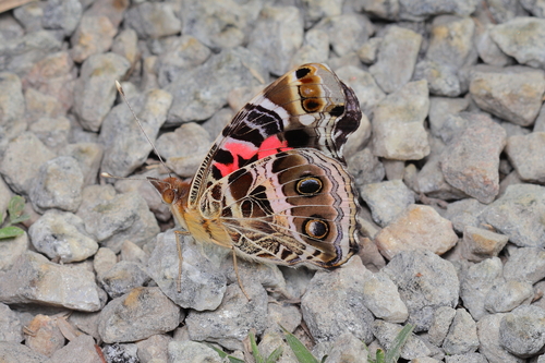 Banded Lady