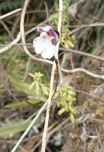 Caucaea nubigena, photograph 2