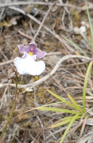 Caucaea nubigena, photograph 3