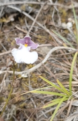 Caucaea nubigena, photograph Carlos Mosquera, CC BY, iNaturalist via GBIF