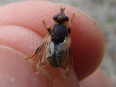 Myopa vesiculosa