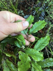 Alseuosmia banksii banksii