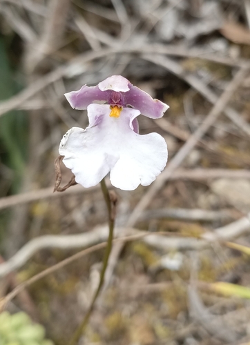 Caucaea nubigena, photograph 4