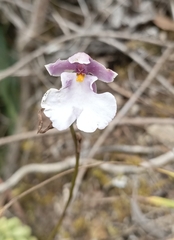 Caucaea nubigena, photograph Carlos Mosquera, CC BY, iNaturalist via GBIF
