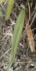 Caucaea nubigena, photograph Carlos Mosquera, CC BY, iNaturalist via GBIF