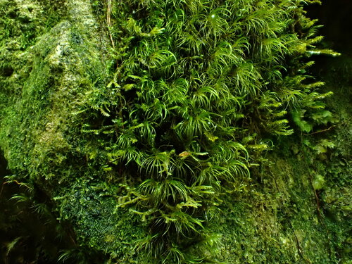Dicranodontium uncinatum observed 2024-07-23