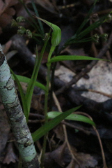 Pterostylis agathicola