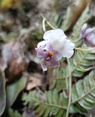 Caucaea nubigena, photograph Carlos Mosquera, CC BY, iNaturalist via GBIF