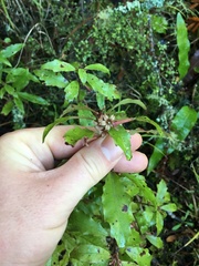 Alseuosmia banksii banksii