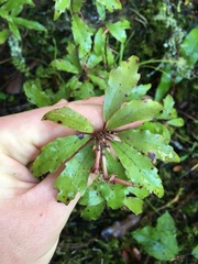 Alseuosmia banksii banksii