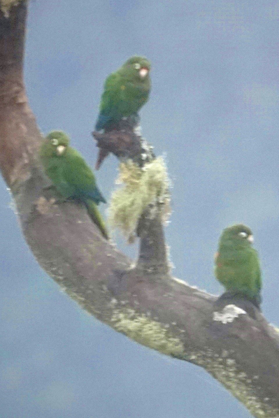Santa Marta Parakeet (Pyrrhura viridicata), photo 10