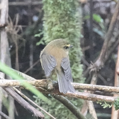 Yellow-bellied Chat-Tyrant (Silvicultrix diadema), photo 7