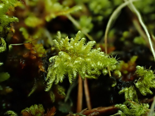 Ctenidium schofieldii