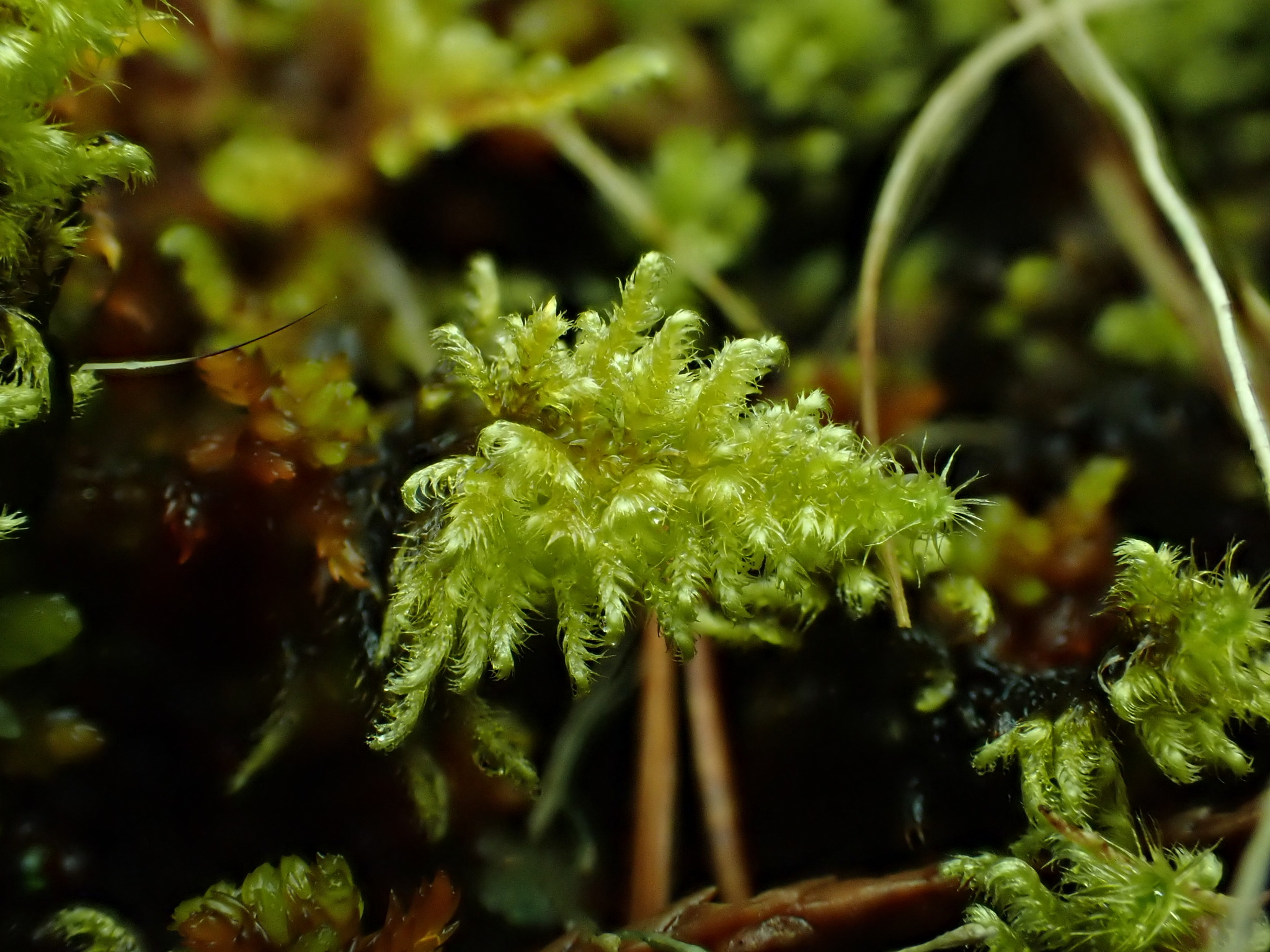 Ctenidium schofieldii