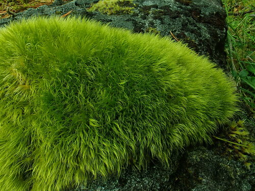 Dicranodontium uncinatum observed 2024-07-23