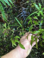 Alseuosmia banksii banksii