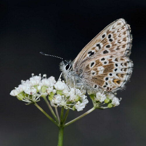 Sierra Blue photo 5
