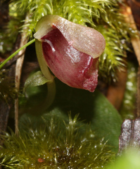 Corybas rotundifolius