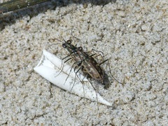 Ellipsoptera marginata