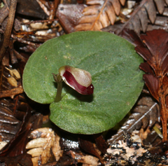 Corybas rotundifolius