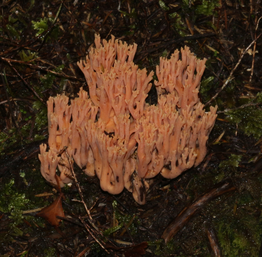 Ramaria samuelsii