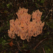 Ramaria samuelsii - Photo (c) Bill Campbell, some rights reserved (CC BY-NC), uploaded by Bill Campbell