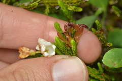 Exobasidium cassiopes