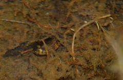 Acilius abbreviatus