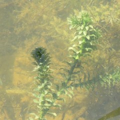 Hydrocharitaceae