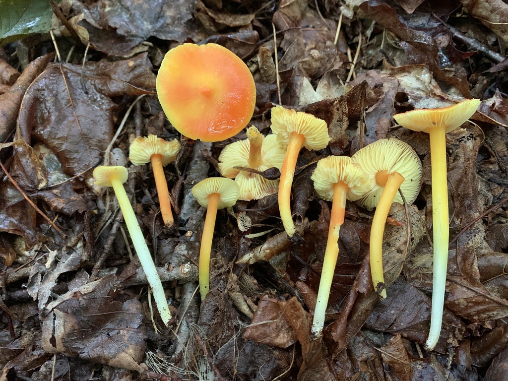 Hygrocybe sp. 'flavescens-IN02'