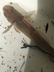 Gobiomorphus basalis