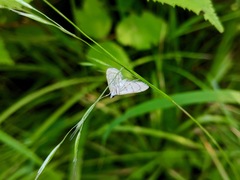 Blepharomastix ranalis