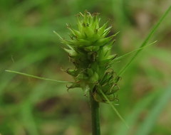 Carex