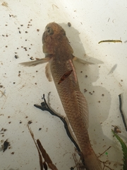 Gobiomorphus basalis