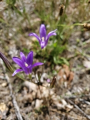 Brodiaea coronaria