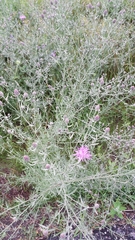 Centaurea stoebe australis
