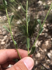 Xanthisma blephariphyllum