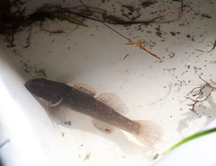 Gobiomorphus basalis