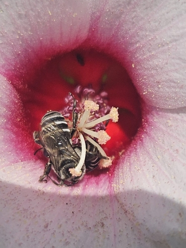 Morning Glory Turret Bee photo 5
