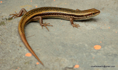 Ablepharus himalayanus