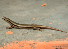 Ablepharus himalayanus
