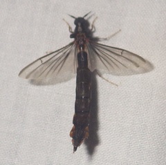 Atractocerus brasiliensis