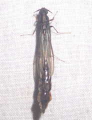 Atractocerus brasiliensis