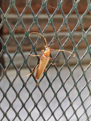 Atylostagma politum