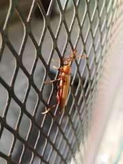 Atylostagma politum
