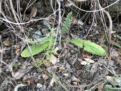 Cirsium fontinale obispoense